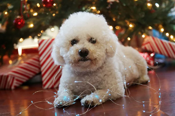 Bichon Frise Weihnachten Rasse Bichon Frise Dog Posiert Für Ihr — Stockfoto