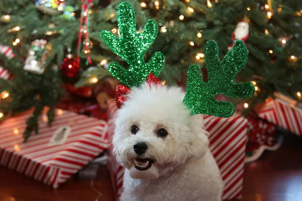 Bichon Frise Weihnachten Rasse Bichon Frise Dog Posiert Für Ihr — Stockfoto