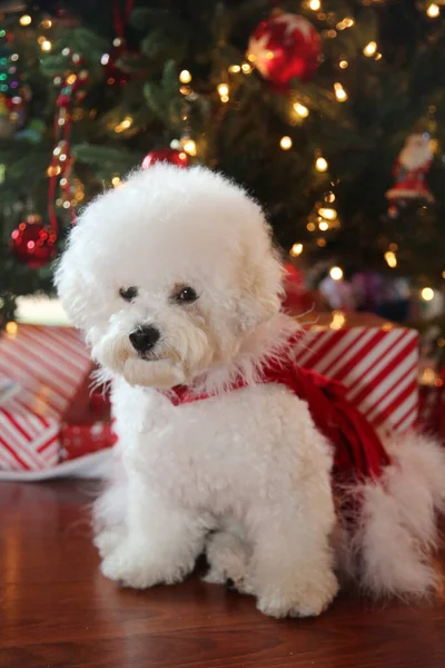 Bichon Frise Karácsony Tiszta Fajta Bichon Frise Dog Pózol Neki — Stock Fotó