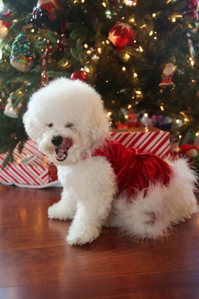 Bichon Frise Navidad Pura Raza Bichon Frise Dog Posa Para — Foto de Stock