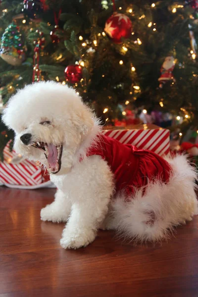 Natal Bichon Frise Raça Pura Bichon Frise Dog Posa Para — Fotografia de Stock