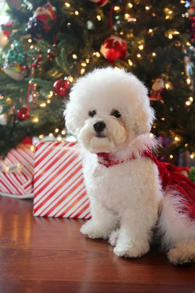 Bichon Frise Weihnachten Rasse Bichon Frise Dog Posiert Für Ihr — Stockfoto