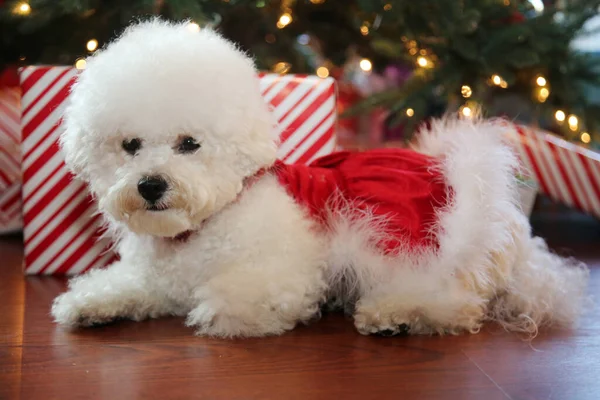 Bichon Frise Navidad Pura Raza Bichon Frise Dog Posa Para —  Fotos de Stock