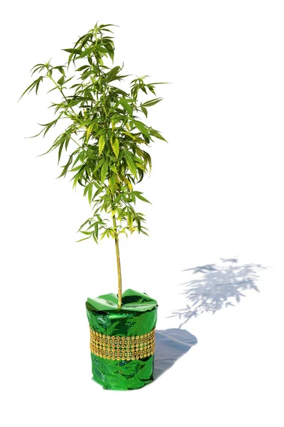 Presente Natal Marijuana Planta Maconha Médica Recreativa Uma Caixa Presente — Fotografia de Stock