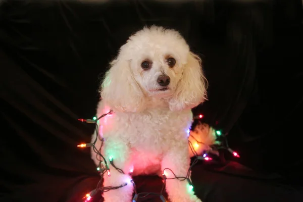 Perro Navidad Perro Pomerania Perro Pomerania Con Luces Navideñas Aislado — Foto de Stock