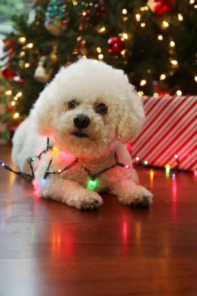 Frohe Weihnachten Eine Bichon Frise Weihnacht Rasse Bichon Frise Dog — Stockfoto