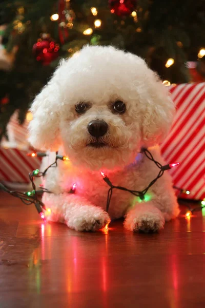 Merry Christmas. A Bichon Frise Christmas. Pure breed Bichon Frise Dog poses for her Christmas photo under her Christmas Tree. Dogs Love Christmas. Happy Holidays to all. A beautiful Bichon Frise Wrapped up in Christmas Lights for her Xmas Photos.