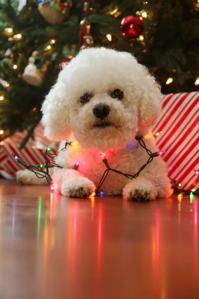 Feliz Natal Natal Bichon Frise Raça Pura Bichon Frise Dog — Fotografia de Stock
