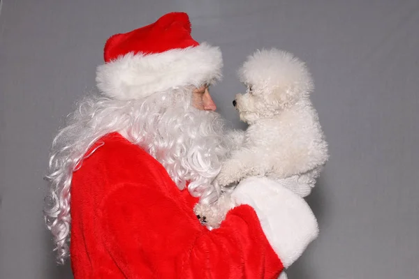 Der Weihnachtsmann Hält Einen Bichon Frise Dog Der Hand Der — Stockfoto