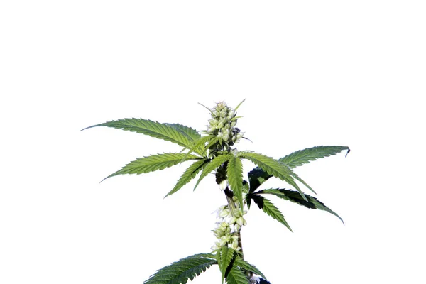 Flowering Male Marijuana Plant Male Cannabis Sativa Plant Flowers Pollen — Stock Photo, Image