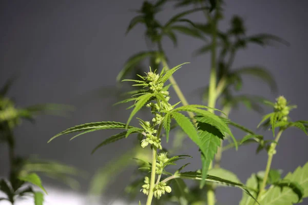Blühende Männliche Marihuana Pflanze Männliche Cannabis Sativa Pflanze Mit Blüten — Stockfoto