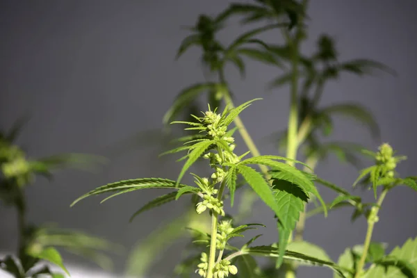 Flowering Male Marijuana Plant Male Cannabis Sativa Plant Flowers Pollen — Stock Photo, Image