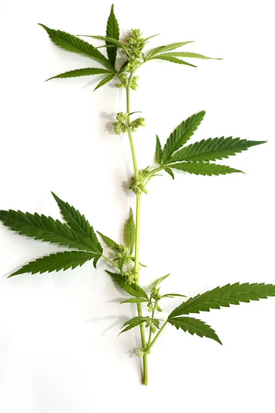 Flowering Male Marijuana Plant Male Cannabis Sativa Plant Flowers Pollen — Stock Photo, Image