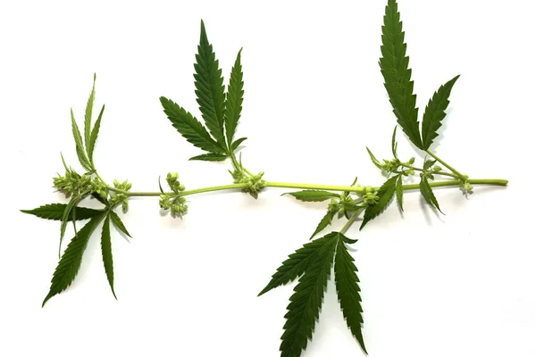 花的雄性大麻植物 有花和花粉的雄性大麻沙提花植物 大麻是一种广泛流行的药用植物 有花和叶子的雄性大麻植物 被白色隔离了文字空间 马利华纳波伦 — 图库照片
