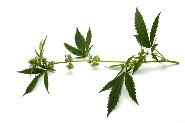 花的雄性大麻植物 有花和花粉的雄性大麻沙提花植物 大麻是一种广泛流行的药用植物 有花和叶子的雄性大麻植物 被白色隔离了文字空间 马利华纳波伦 — 图库照片