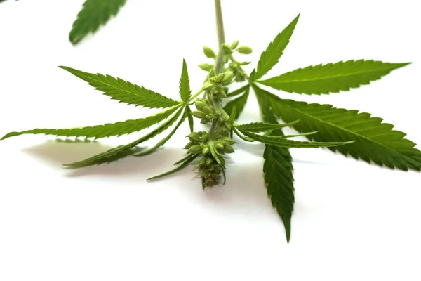 Pianta Marijuana Maschile Fiorita Pianta Sativa Maschile Cannabis Con Fiori — Foto Stock