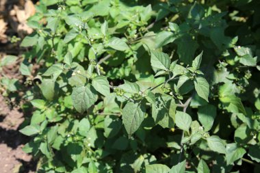 Botanik koleksiyonu, Atropa belladonna, yaygın olarak Bella olarak bilinir.