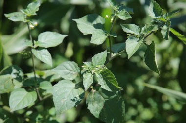 Botanik koleksiyonu, Atropa belladonna, yaygın olarak Bella olarak bilinir.