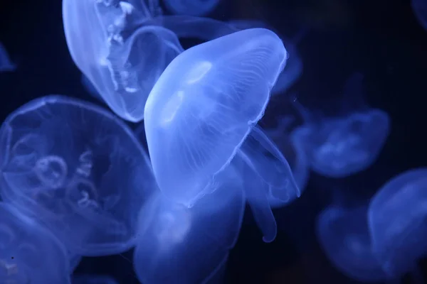 Moon Jellyfish.  Pacific moon jellyfish (Aurelia aurita). Amazing sea life. Jellyfish live in the oceans around the world. Common Jelly Fish.