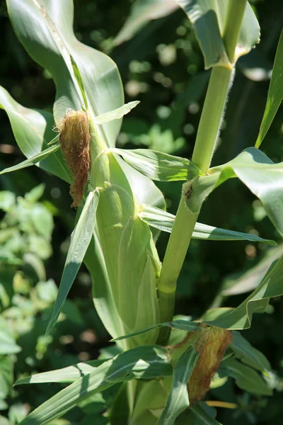 Campo Mais Mais Cresce Una Fattoria Mais Sulla Pannocchia Corn — Foto Stock