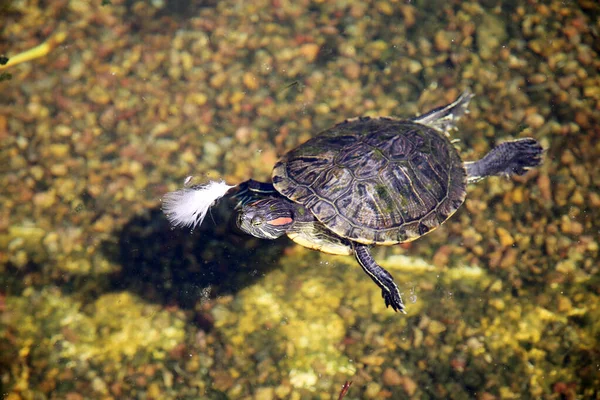 Czerwono Eared Slider Turtle Żółw Stawie Człowieka — Zdjęcie stockowe