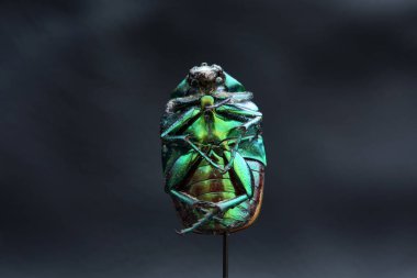 Green Scarab Beetle. June Bug. Scarab Beetle. Scarab Beetle. Macro Close Up view of the Cotinis mutabilis, AKA, Fig Eater Beetle and the Green Fruit Beetle. Isolated on white. Its habitat is primarily the southwestern United States and Mexico. Insect clipart