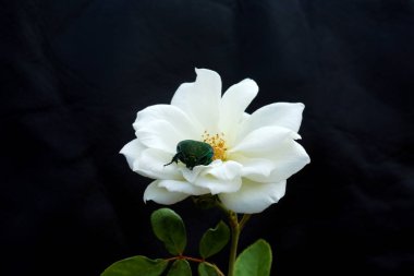 Yeşil Böcek. June Bug. Böcek Böceği. Böcek Böceği. Cotini mutantlarının, namı diğer İncir Yiyen Böceğin ve Yeşil Meyve Böceğinin Makro Yakın Görüntüsü. Beyazda izole edilmiş. Ana yaşam alanı Amerika Birleşik Devletleri ve Meksika 'nın güneybatısıdır.. 