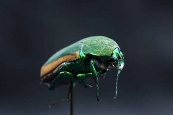 Gröna Scarabskalbaggen June Bug Scarabskalbagge Scarabskalbagge Makro Närbild Cotinis Mutabilis — Stockfoto