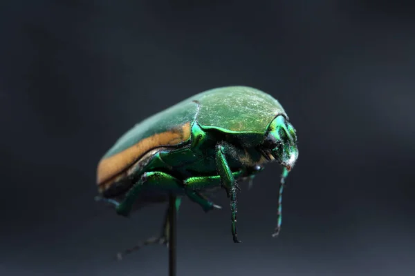 Zelený Scarabský Brouk June Bug Scarab Beetle Scarab Beetle Makro — Stock fotografie