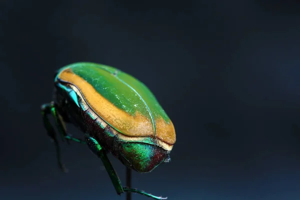 绿斑甲虫 June Bug Scarab Beetle Scarab Beetle 大小写特写 Cotinis Mutabilis — 图库照片