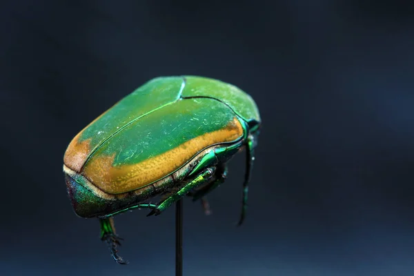 绿斑甲虫 June Bug Scarab Beetle Scarab Beetle 大小写特写 Cotinis Mutabilis — 图库照片