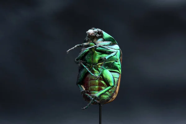 绿斑甲虫 June Bug Scarab Beetle Scarab Beetle 大小写特写 Cotinis Mutabilis — 图库照片