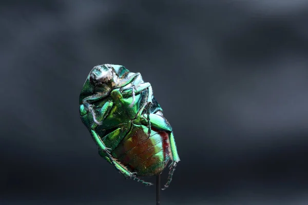 Gröna Scarabskalbaggen June Bug Scarabskalbagge Scarabskalbagge Makro Närbild Cotinis Mutabilis — Stockfoto