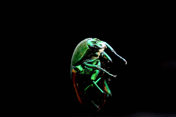Zelený Scarabský Brouk June Bug Scarab Beetle Scarab Beetle Makro — Stock fotografie