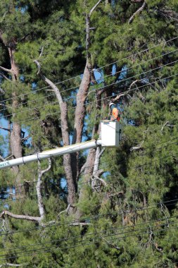 Lake Forest, California - ABD - 18 Ekim 2025: Ağaç budama. Endüstriyel Ağaç Kesme ve Bakım Servisi. Ağaç budama servisinden bir işçi kiraz toplayıcısının üzerinde ağaç buduyor. Ağaç Hizmetleri. 
