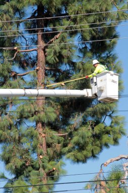 Lake Forest, California - ABD - 18 Ekim 2025: Ağaç budama. Endüstriyel Ağaç Kesme ve Bakım Servisi. Ağaç budama servisinden bir işçi kiraz toplayıcısının üzerinde ağaç buduyor. Ağaç Hizmetleri. 