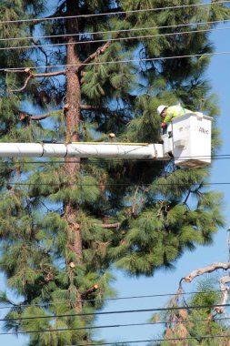 Lake Forest, California - ABD - 18 Ekim 2025: Ağaç budama. Endüstriyel Ağaç Kesme ve Bakım Servisi. Ağaç budama servisinden bir işçi kiraz toplayıcısının üzerinde ağaç buduyor. Ağaç Hizmetleri. 