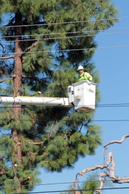 Lake Forest, California - ABD - 18 Ekim 2025: Ağaç budama. Endüstriyel Ağaç Kesme ve Bakım Servisi. Ağaç budama servisinden bir işçi kiraz toplayıcısının üzerinde ağaç buduyor. Ağaç Hizmetleri. 