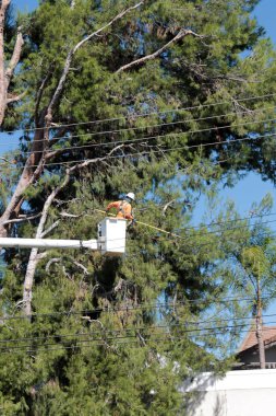 Lake Forest, California - ABD - 18 Ekim 2025: Ağaç budama. Endüstriyel Ağaç Kesme ve Bakım Servisi. Ağaç budama servisinden bir işçi kiraz toplayıcısının üzerinde ağaç buduyor. Ağaç Hizmetleri. 