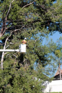 Lake Forest, California - ABD - 18 Ekim 2025: Ağaç budama. Endüstriyel Ağaç Kesme ve Bakım Servisi. Ağaç budama servisinden bir işçi kiraz toplayıcısının üzerinde ağaç buduyor. Ağaç Hizmetleri. 