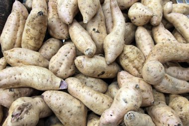 Mor Yam. Hawaii 'de yetişen mor yer elmaları, pazarda satılmak üzere üst üste yığılmıştı. Mor yer elması ya da daha büyük yer elması, yer elmasının bir türüdür. Yumru olanlar genellikle parlak lavantaya canlı mor renktedir. Ye..  