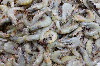 Karides. Bütün beyaz karideslerin kafaları hala üzerlerinde. Çiftçi pazarında buzda satıyorlar. Deniz ürünleri pazarında satılık buzlu taze karides. Satılık taze çiğ karides ya da karides grubu. 