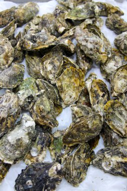 İstiridye. İstiridye, deniz veya tuzlu suda yaşayan bivalf yumuşakçalarının yaygın adıdır. Çiftçi pazarında buzlu istiridye satılıyor. Dünya çapında insanlar bazen istiridye yer.