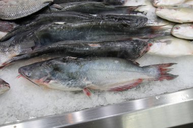 Yayın balığı. Buzda yayınbalığı. Amerika 'da yetiştirilen çiftlik, pazarda satılık kedi balığı. Buzun üstünde satılık kedi balığı var.. 