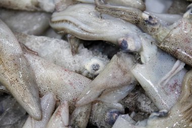 Dev mürekkep balığı. Vahşi Dev Kalamar, bir çiftçi pazarında satışta. Dev mürekkep balığı Architeuthids dux, okyanusun derinliklerinde yaşayan bir mürekkep balığı türüdür. Dev mürekkep balığı muazzam boyutlara ulaşabilir.