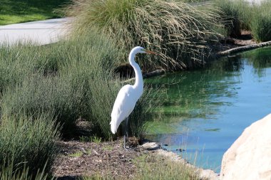 Büyük Akbalıkçıl. Büyük Akbalıkçıl tamamen beyaz tüylü büyük bir balıkçıl. Boyu 90 cm 'ye kadar çıkıyor. Büyük balıkçıllar sığ sularda ya da daha kuru yaşam alanlarında çoğunlukla balık ve kurbağalarla beslenirler.. 