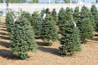 Noel ağacı. Noel Ağacı Çiftliği 'nde satılık Noel Ağaçları. Her Noel tatilinde insanlar Noel partileri için evlerinde bir çam ağacı satın alırlar. Tatil eğlencelidir..