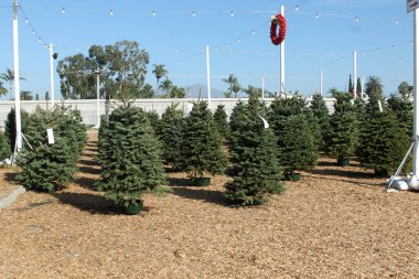 Noel ağacı. Noel Ağacı Çiftliği 'nde satılık Noel Ağaçları. Her Noel tatilinde insanlar Noel partileri için evlerinde bir çam ağacı satın alırlar. Tatil eğlencelidir..
