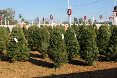 Noel ağacı. Noel Ağacı Çiftliği 'nde satılık Noel Ağaçları. Her Noel tatilinde insanlar Noel partileri için evlerinde bir çam ağacı satın alırlar. Tatil eğlencelidir..