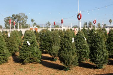 Noel ağacı. Noel Ağacı Çiftliği 'nde satılık Noel Ağaçları. Her Noel tatilinde insanlar Noel partileri için evlerinde bir çam ağacı satın alırlar. Tatil eğlencelidir..